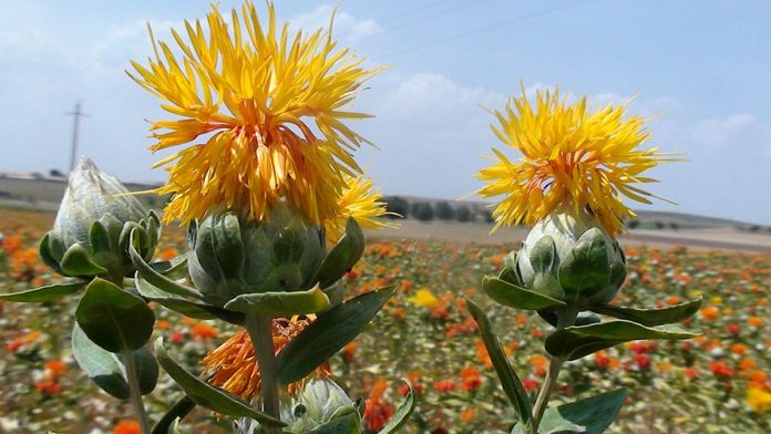 photo_1_saflor